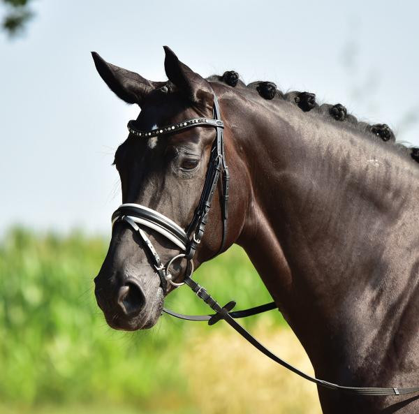 BUSSE Trense Comfort