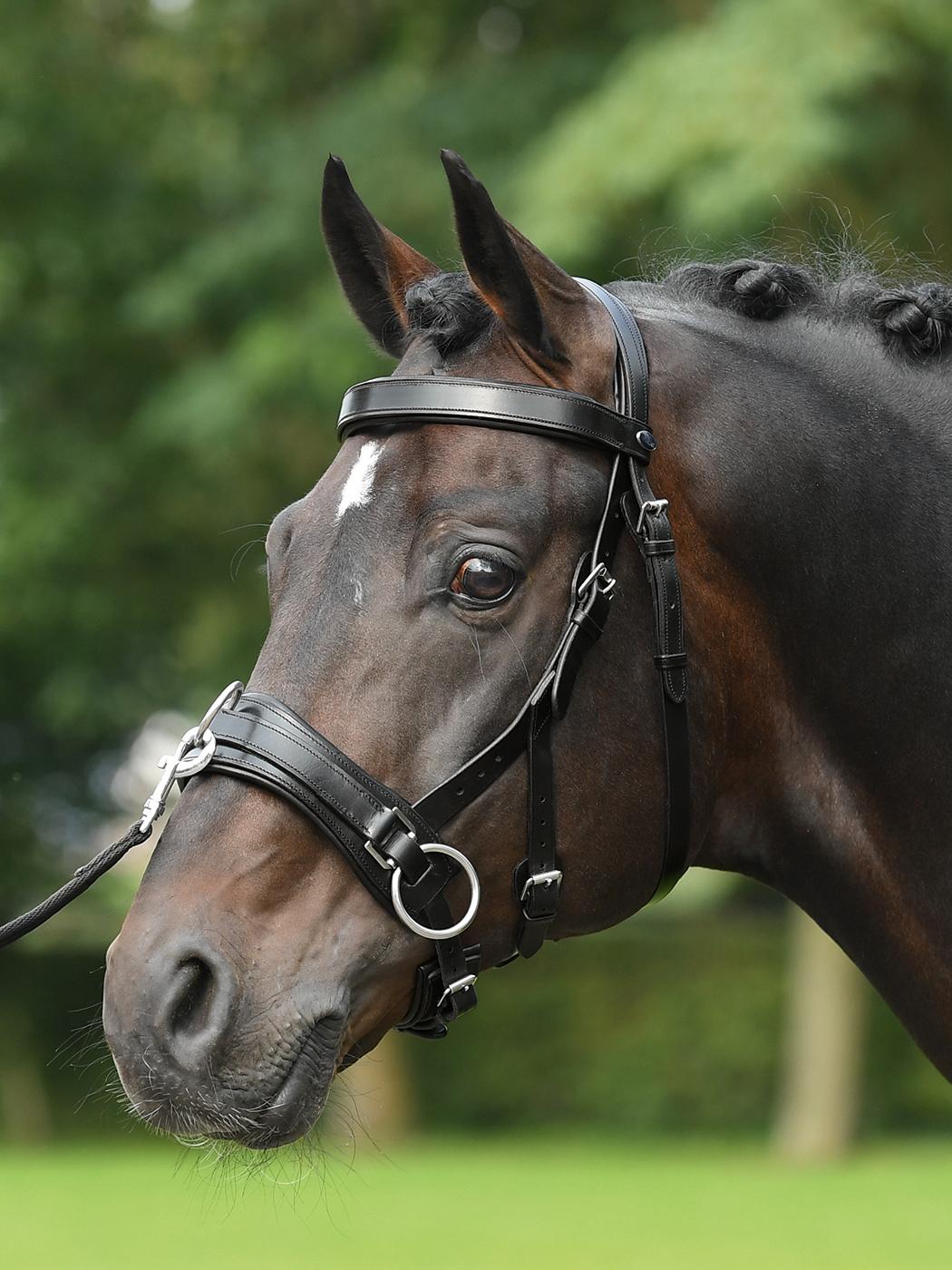 Busse Kappzaum Fit Pro