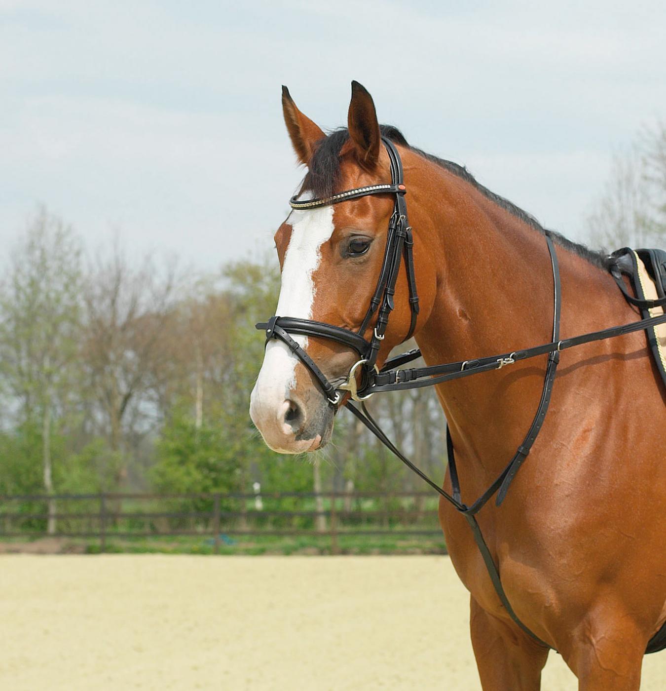 Busse Thiedemann-Kombination Basic