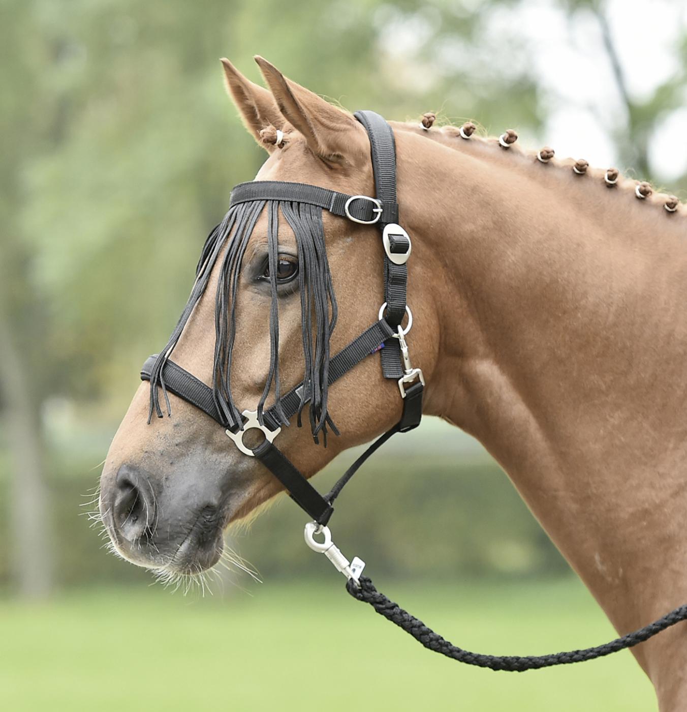 Busse Fliegenkordelband Tampere zum Einschnallen