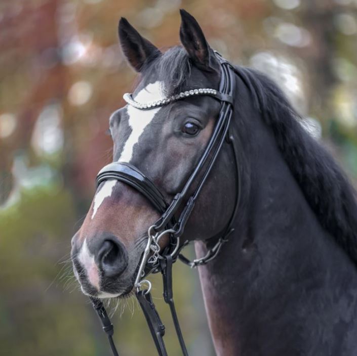 Kavalkade Kandare Fleur Full black