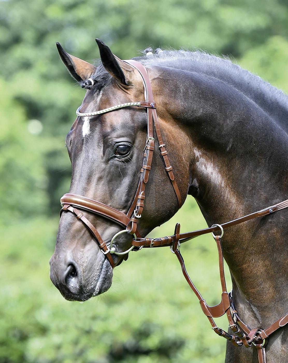 Busse Trensenzaum Arezzo
