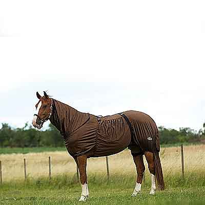 EQUI ThÈME  Ekzemerdecke Zebra