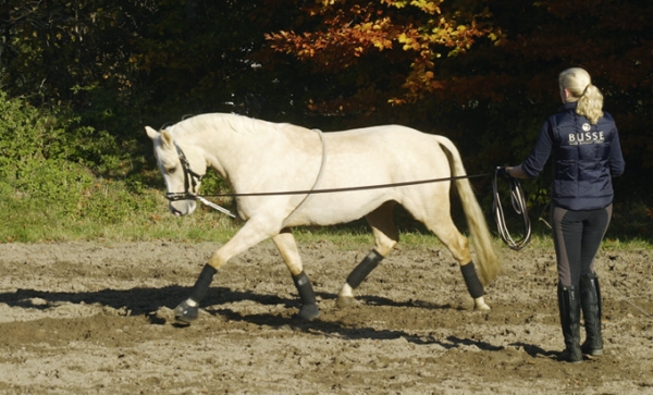 Busse Longierhilfe COTTON