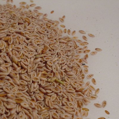 Galke Flohsamen indisch gelb 1500g