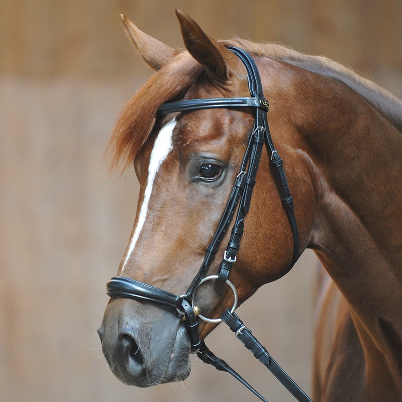 Kavalkade Trense Lina, hann. RH